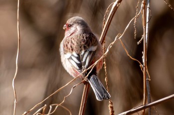 鶏酒問屋はや川 上野 焼鳥・串焼き ネット予約可ヒトサラ