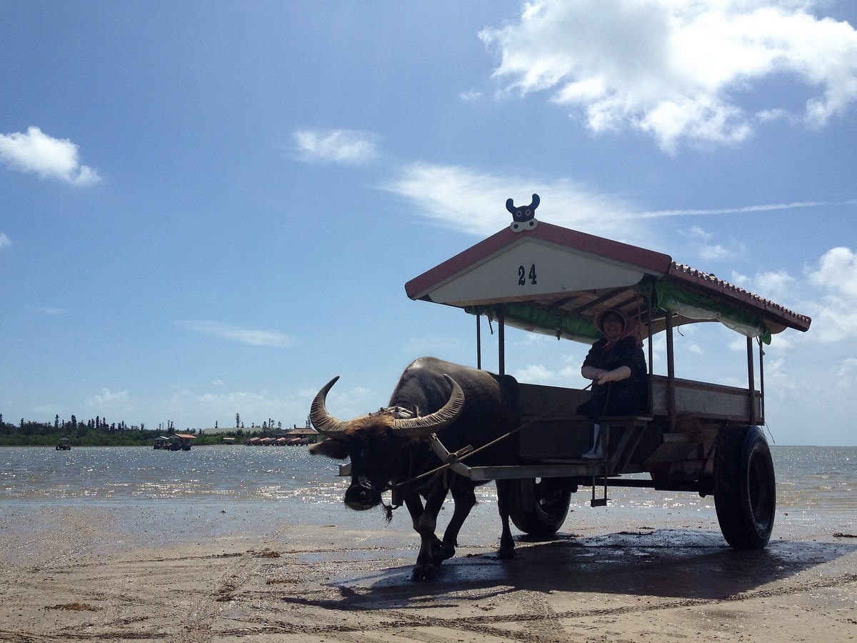 水牛車に乗る水牛車に乗ってのんびり周遊たびらい