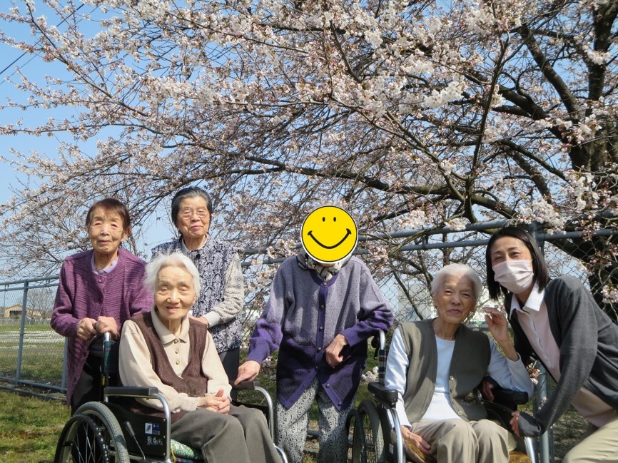 桜並木を車で走り抜けるドライブスルー花見はいかがですか？KURU KURA くるくら