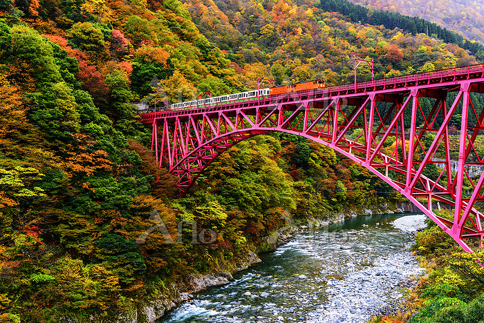 秋の親子鉄旅 トロッコ列車やSLに乗って、紅葉と温泉を楽しもう！全国のおすすめ路線4選るるぶKids