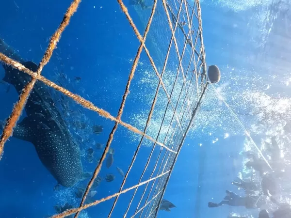 格安の人気No1ツアー！＞ジンベエザメとシュノーケルツアー