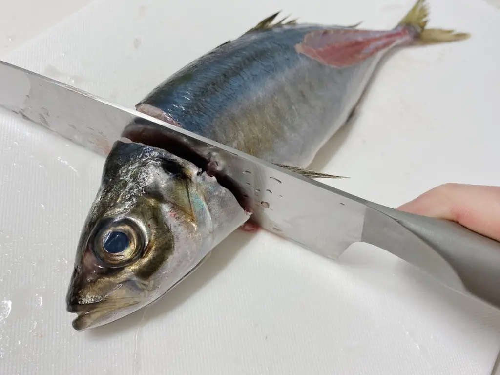 お魚紹介シリーズ「アジ」持ち帰る方法から食べ方までを紹介！ - サク釣り
