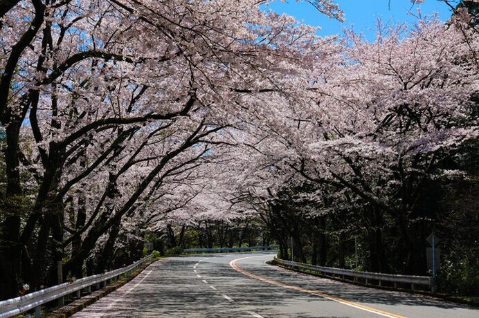 2025年版 東日本の絶景一本桜5選桜ドライブで春の感動体験JAF Mate Online