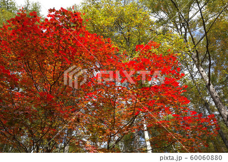 横谷観音展望台駐車場より紅葉と雲海と中央アルプス 蓼科中央高原 25516064783