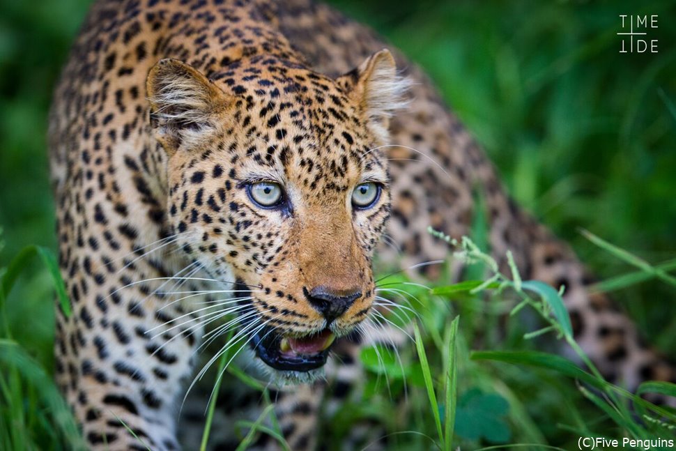 アフリカ ザンビア旅行オリジナルの海外旅行プラン作成 -