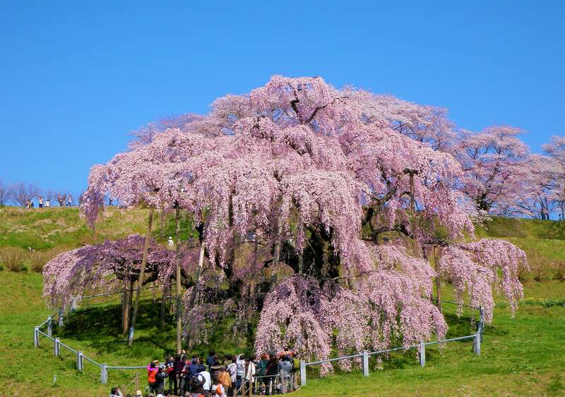 雄大な自然と満開の桜 絶対行きたい！東北を代表する桜の名所をめぐる旅トラベルマガジン