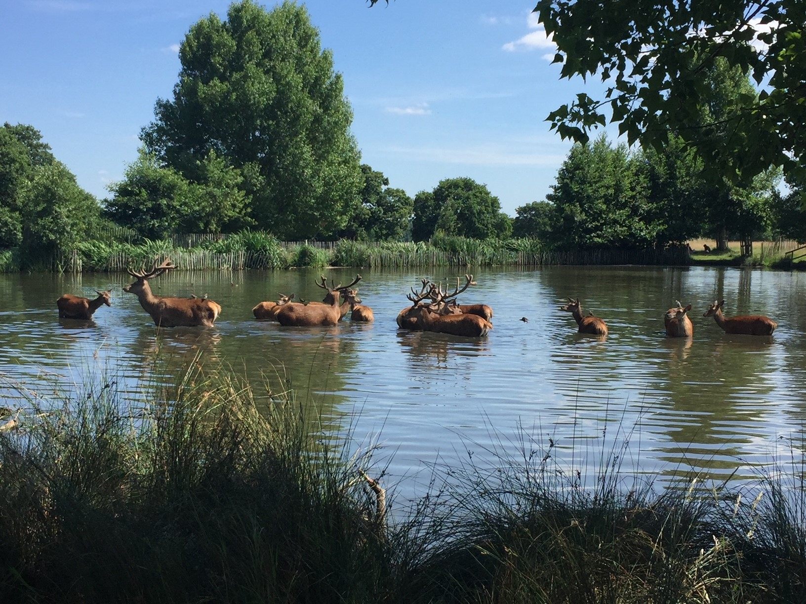 プチお出かけ 元イギリス在住者がリッチモンド周辺のおすすめを紹介！London Kirari Project