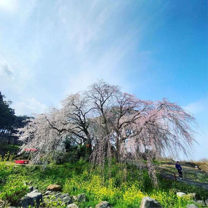 ⑩マダムの暮らすように旅する福岡3月編 5日目 筑紫野温泉アマンディ』福岡県の旅行記・ブログ by