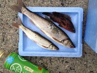 滑川市釣り場ポイントマップ 釣り広場.com