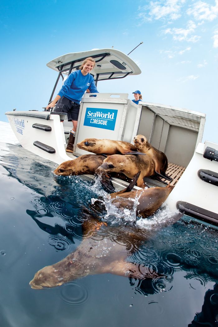 シーワールド サンディエゴに行ってみよう！その２ SeaWorld
