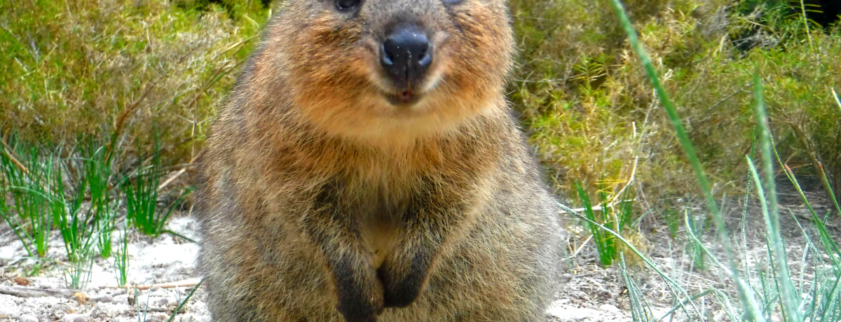 アメリカ合衆国領土の変遷 - Wikiwand