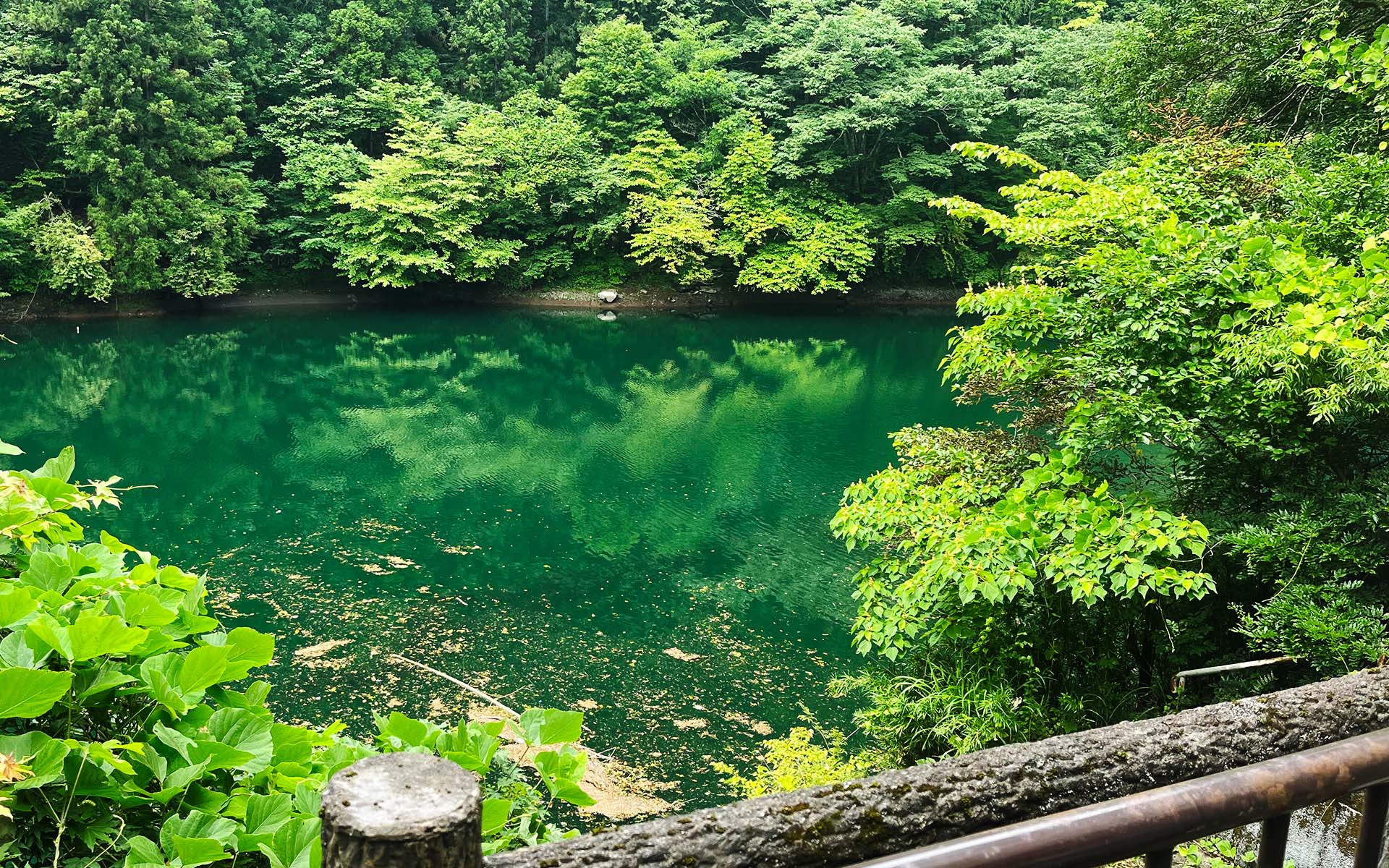 のんびり釣ろうや:白丸ダム魚道