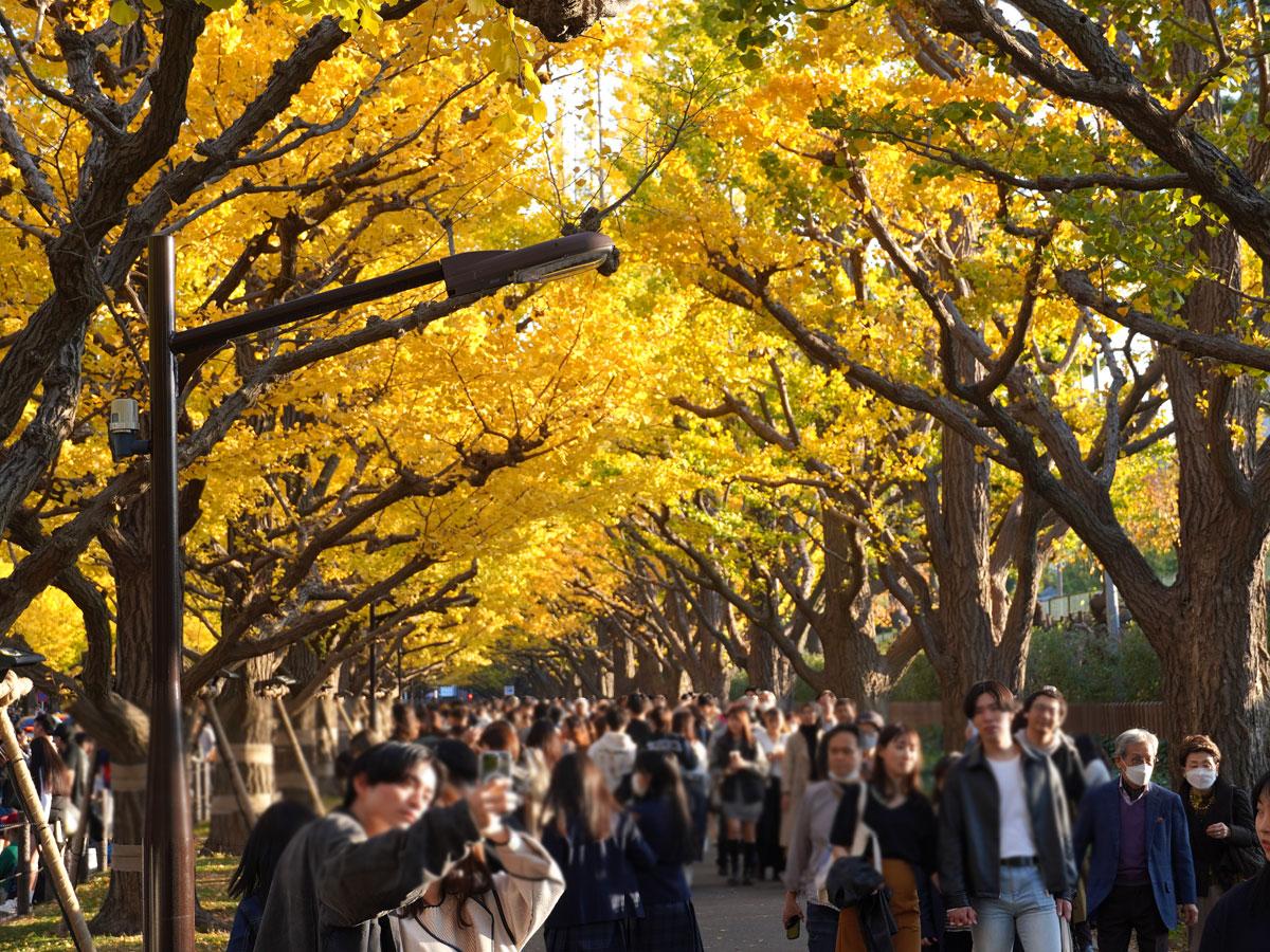 明治神宮から神宮外苑散歩〜深い森に包まれた内苑から青山、美しいいちょう並木の外苑へ〜さんたつ by 散歩の達人