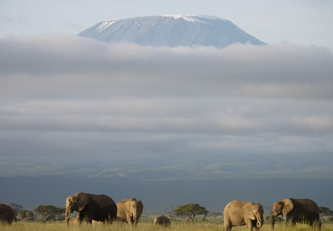 ナイロビからのアンボセリ国立公園3日間の旅 - Hellotickets