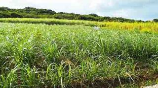 ノルウェー国旗の由来・意味や特徴をイラスト解説