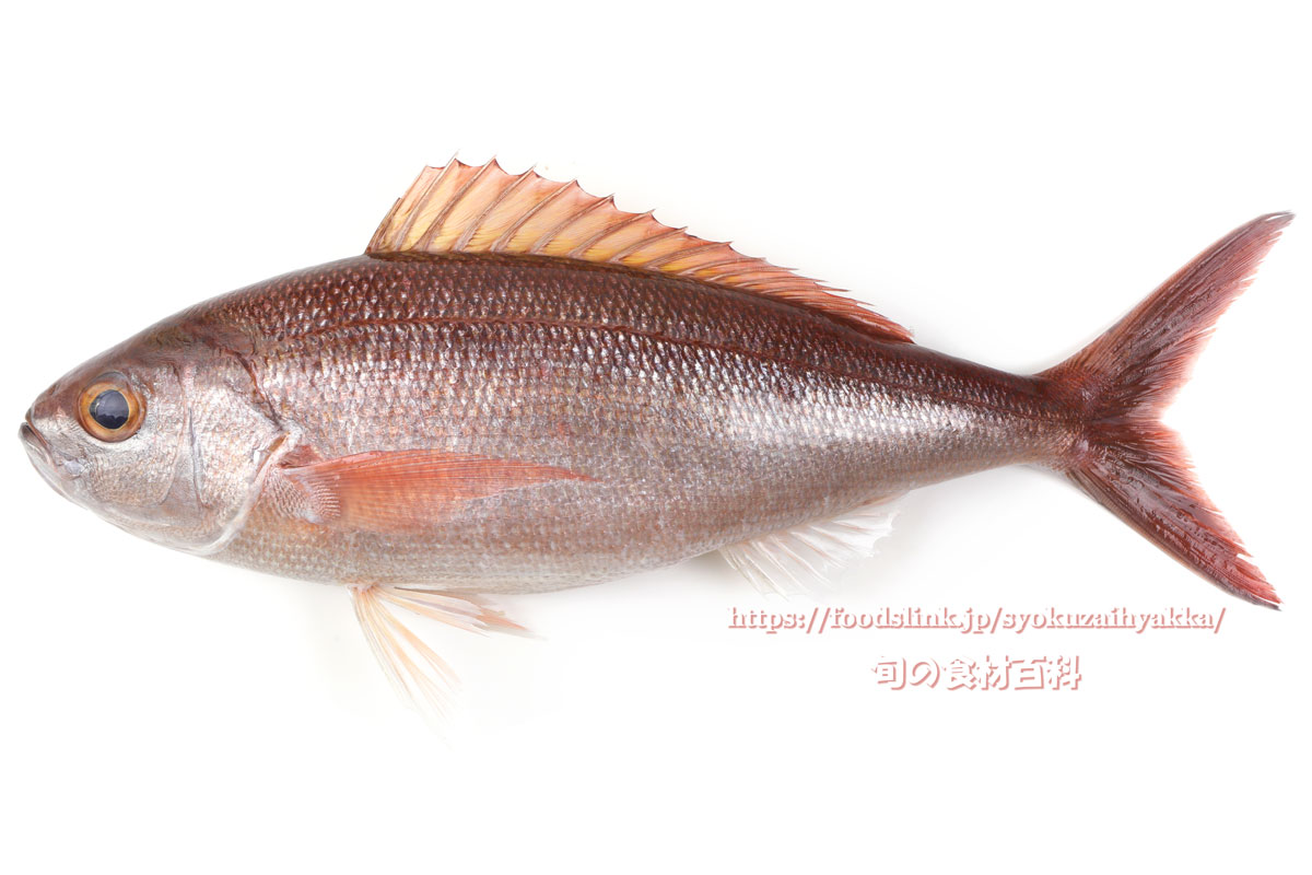 クルキンマチ☆石垣島移住生活～Privete Reason～