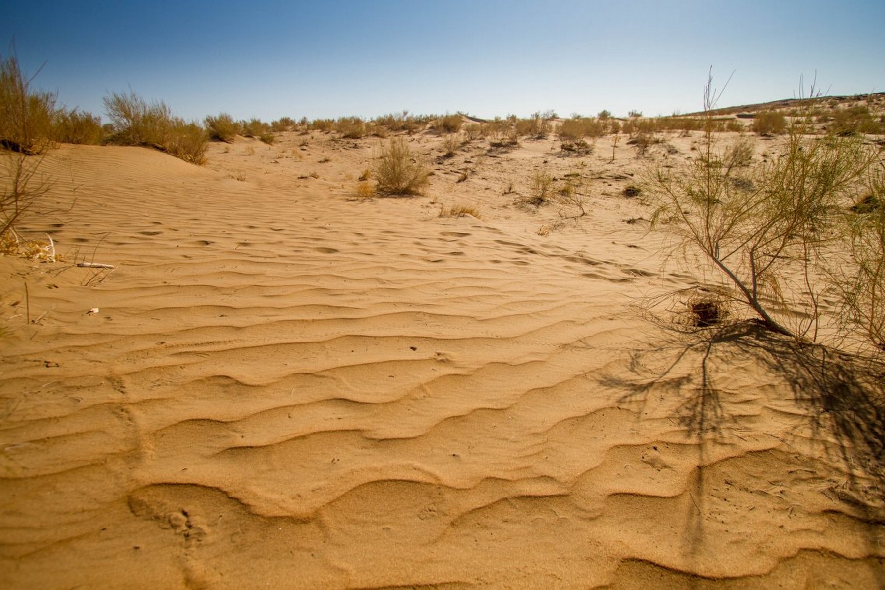 タクラマカン砂漠はどこに位置し、どんな歴史を辿ってどう旅するか 中国– VOYAGE -世界見聞録