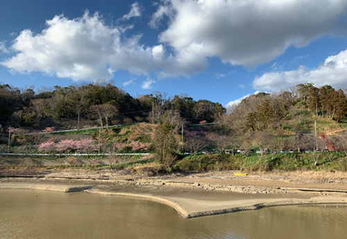 佐久間ダム湖親水公園、道の駅 保田小学校 千葉県鋸南町鋸南町にある佐久間ダムは農業用として造られたダムで、貯水量121.6万立方メートルの規模を誇ります。12月～4月にかけては、「水仙」「梅」「頼朝桜」「桜」と次々に花が咲いて、たすきを繋ぐかのように、南
