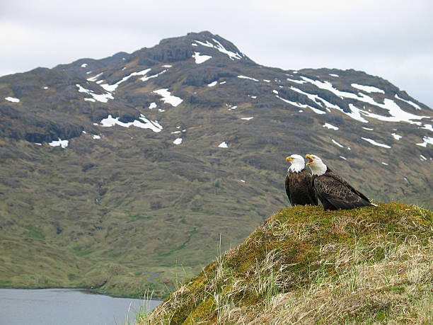 Adak, Alaska last summer -