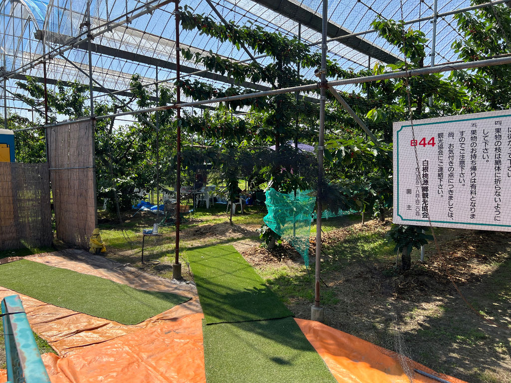 さくらんぼ狩り石和温泉旅館協同組合