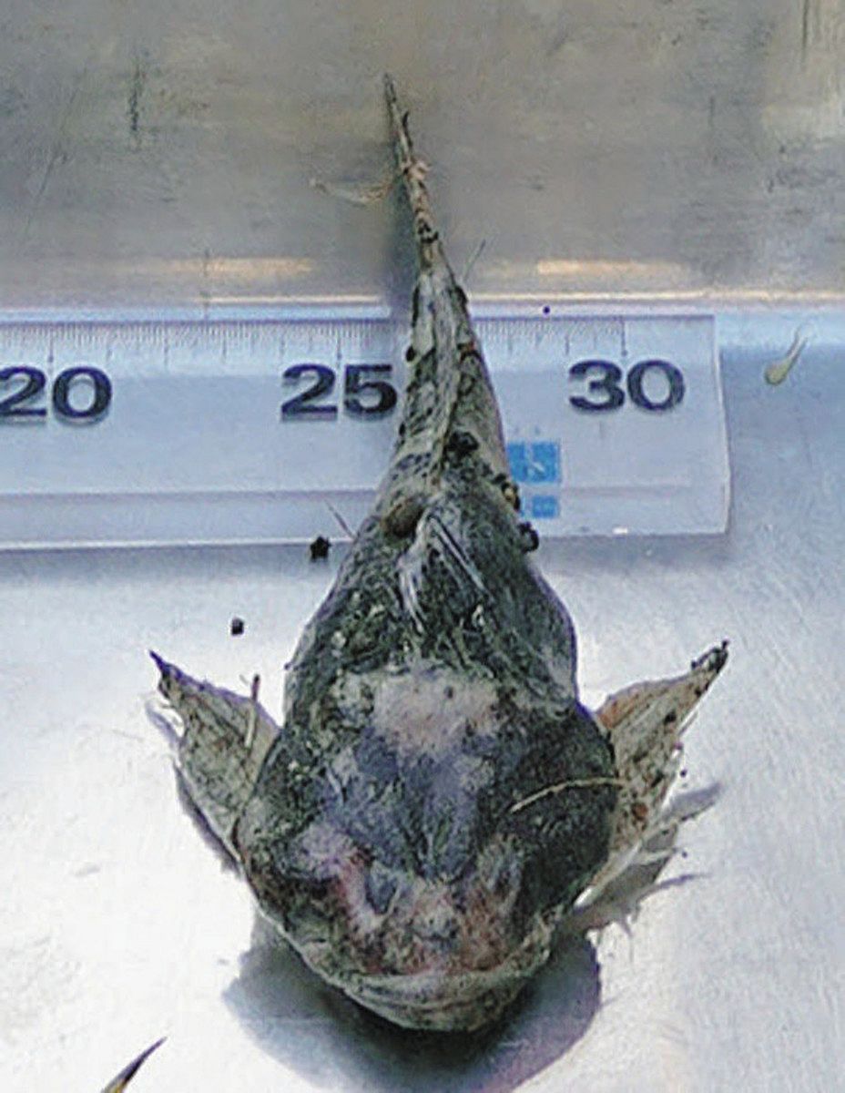 福井イベント： ふくい・アラレガコ学校 第1回 年に１度の「エバ漁」見学！SAVE