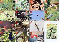 音声で楽しむどうでしょう「中米・コスタリカで幻の鳥を激写する！」