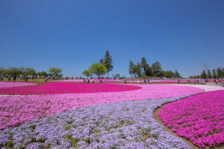 みさと芝桜公園』群馬県の旅行記・ブログ by ohchanさん フォートラベル