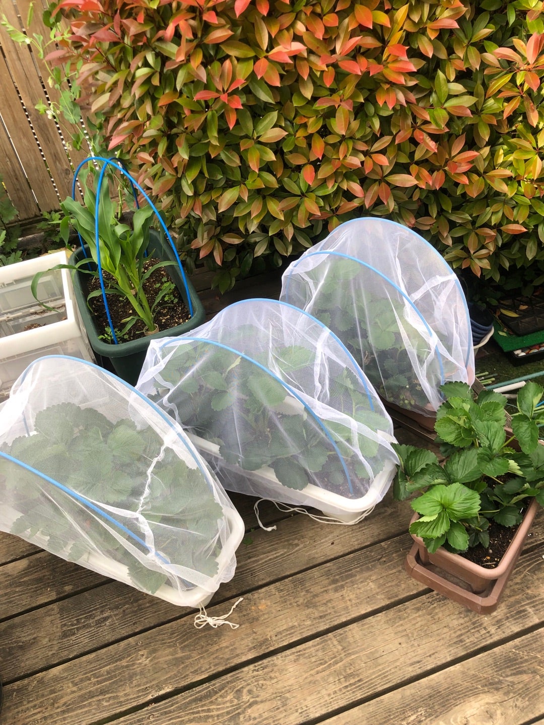 100均いちごプランターで手軽に栽培！初心者向け育て方と注意点観葉植物のある暮らし