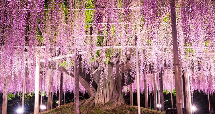 JR東「足利イルミネーション」、2021年12月に6本運行 立川〜足利間レイルラボ ニュース