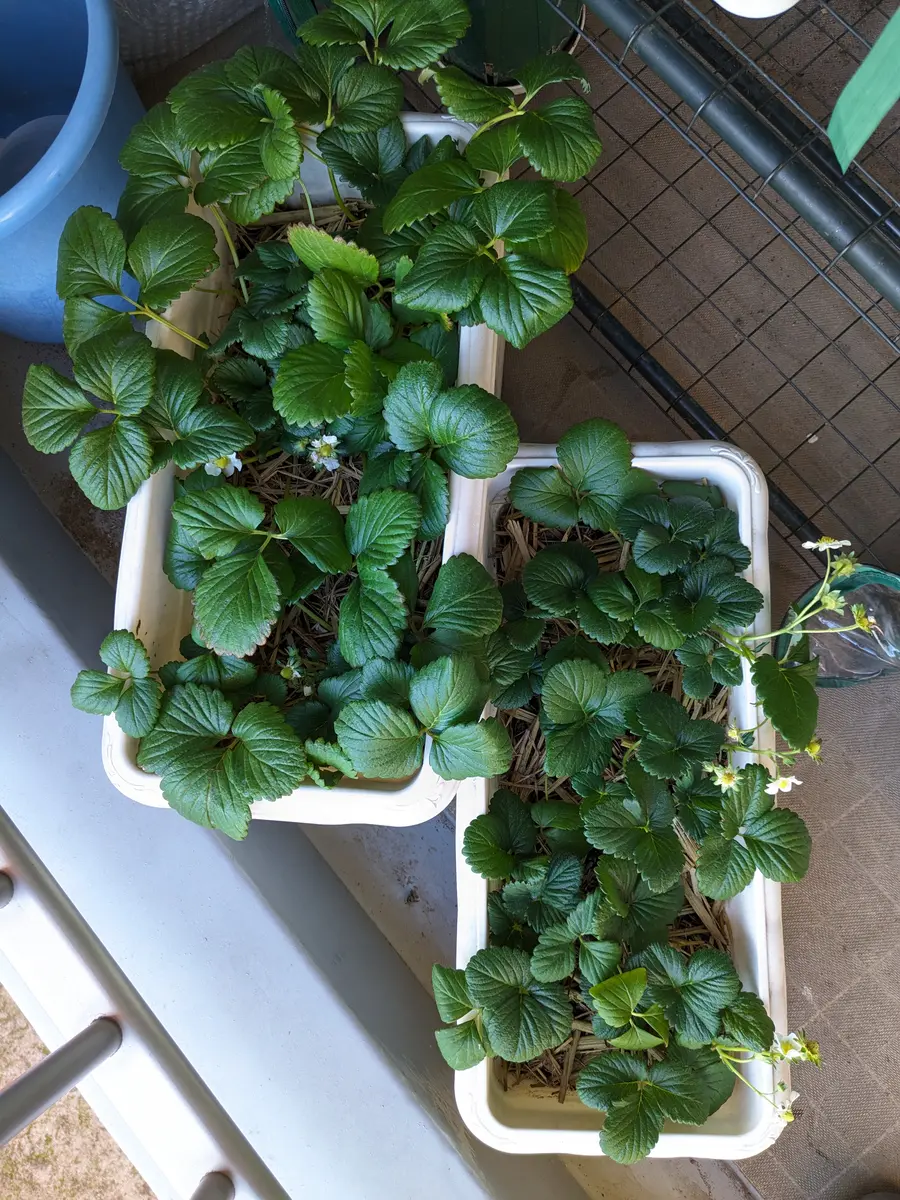 イチゴ棚 イチゴ プランター 棚 10個セット