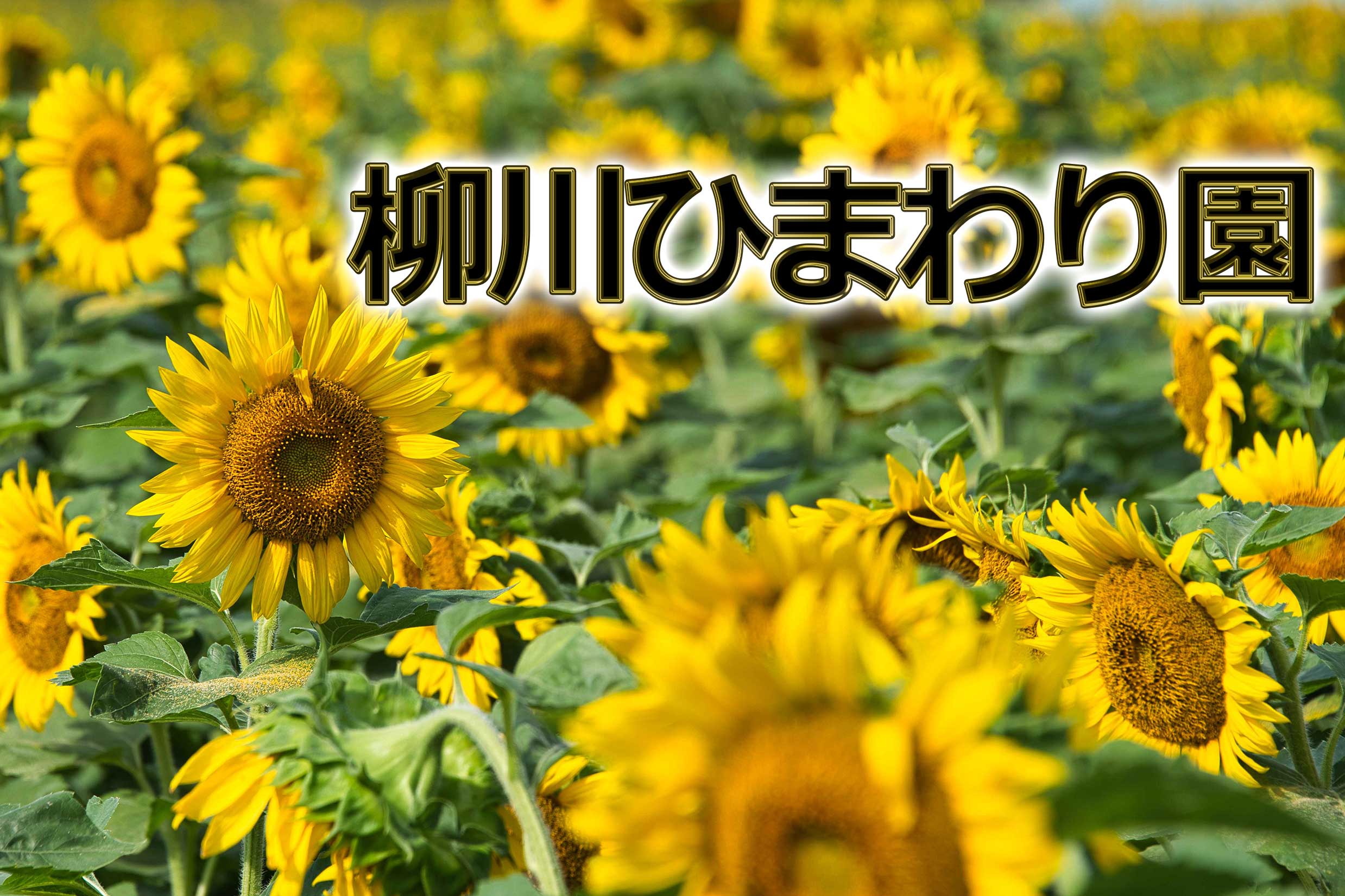 柳川ひまわり園日本最大級のSNS映え観光情報 スナップレイス