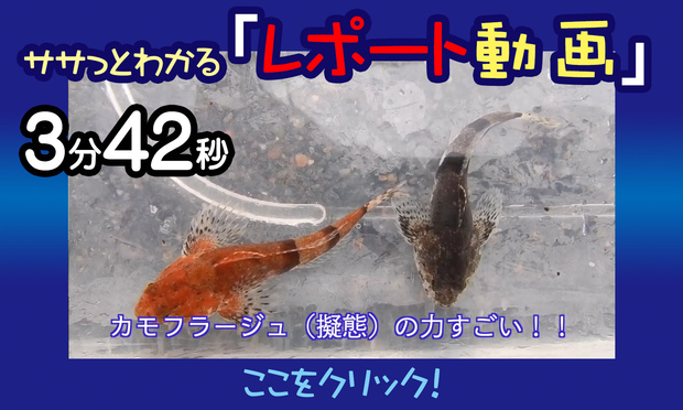 福井の食文化を次世代に。アラレガコの出汁醤油を開発！ 株式会社コリンズカンパニー 小林博之 2018