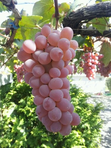 山梨でぶどう狩りを楽しもう。ドライブやレジャーに最適なぶどう狩り農園スポットaini magazine