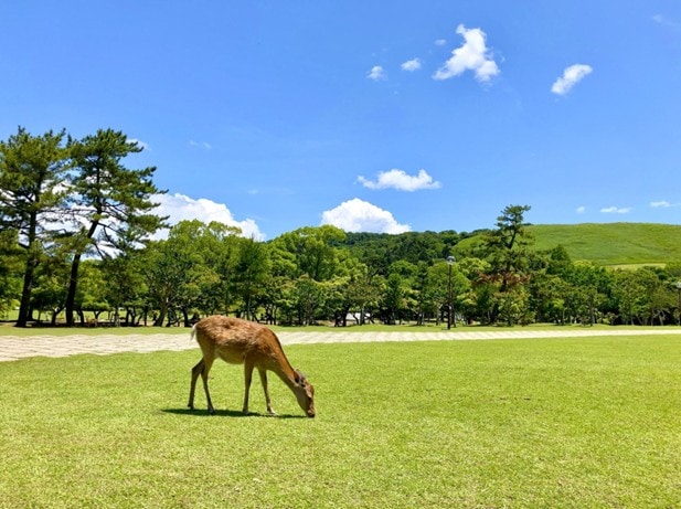 バレンタインに『どんぐりの森』を作ってみました！奈良づけブログ