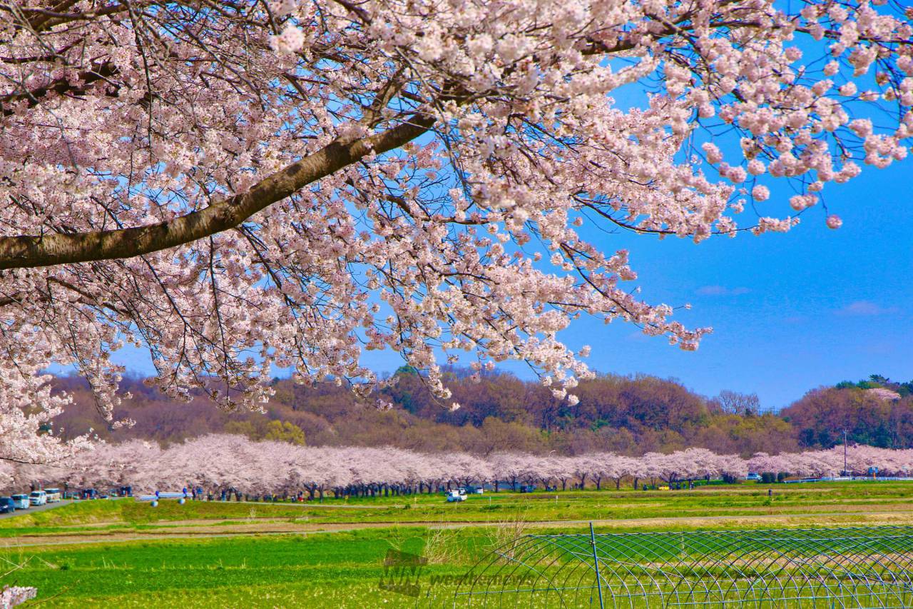 都幾川桜堤の桜開花・満開 天気情報 2025
