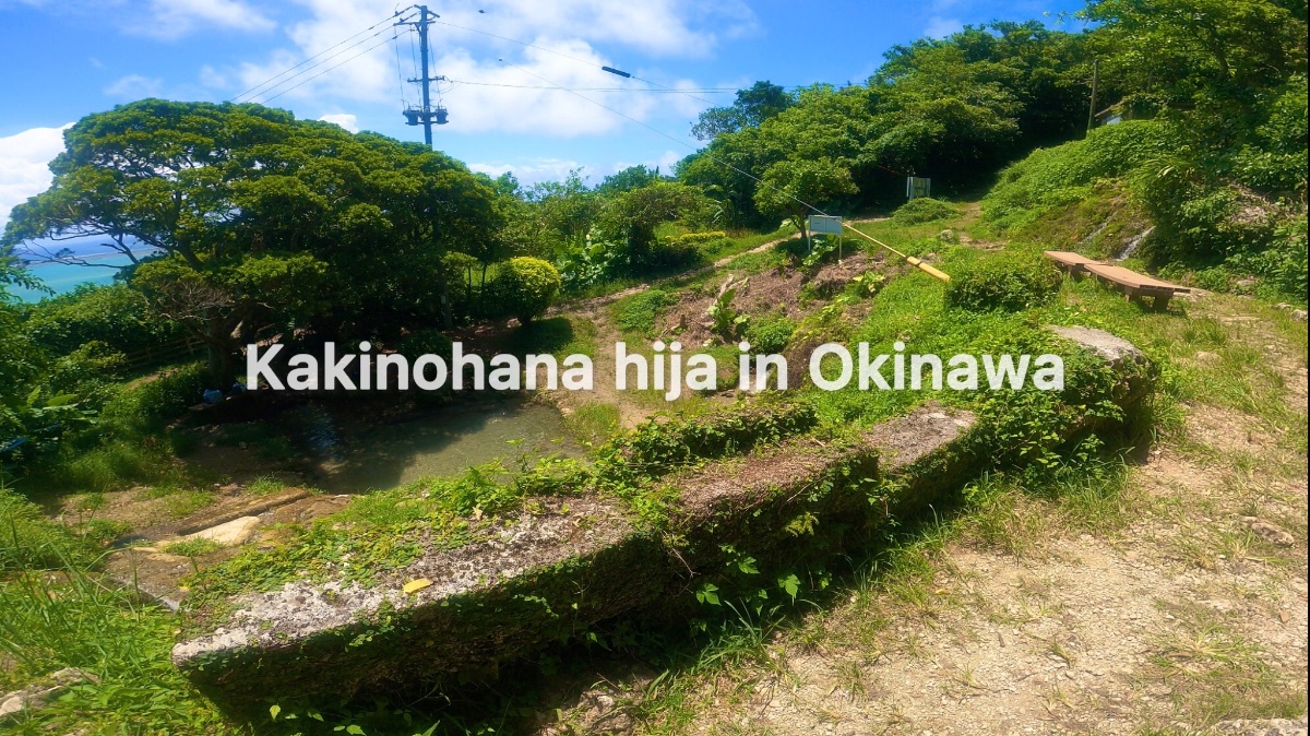 沖縄県・国頭郡大宜味村 4歳のお子様からOK！川をさかのぼる初級トレッキングツアーアクティビティジャパン