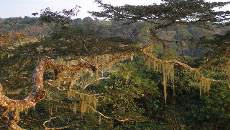 ジョフレイ・コンドグビア - VCFJAPAN.ORG