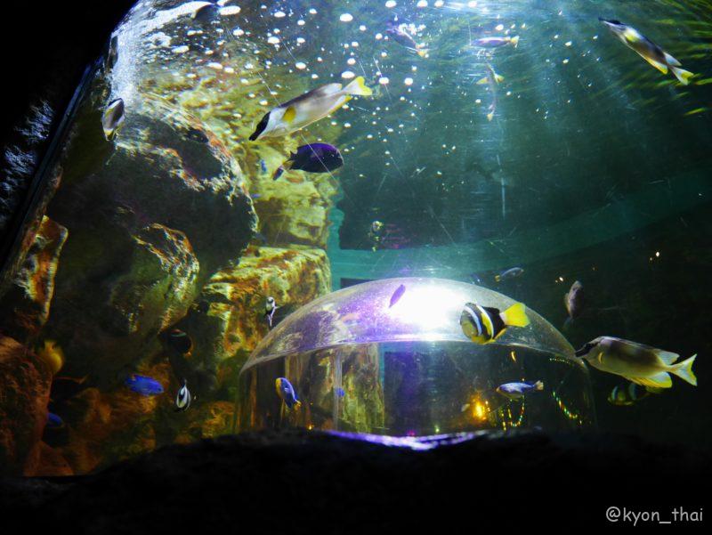 Sea Life Bangkokシーライフバンコクバンコクの水族館に行ってみた！－働く駐妻 in バンコク
