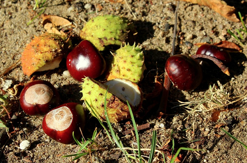 イギリスの花火は秋 なぜ秋に花火?? それはガイ・ファークス・ナイトだからシェーンのお役立ち情報英会話教室・英会話スクール