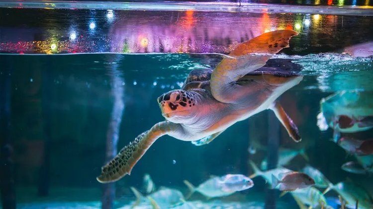 バンコク シーライフ・オーシャンワールド入場チケット バンコク中心部にあるアジア最大級の水族館バンコクの観光・オプショナルツアー専門VELTRA ベルトラ