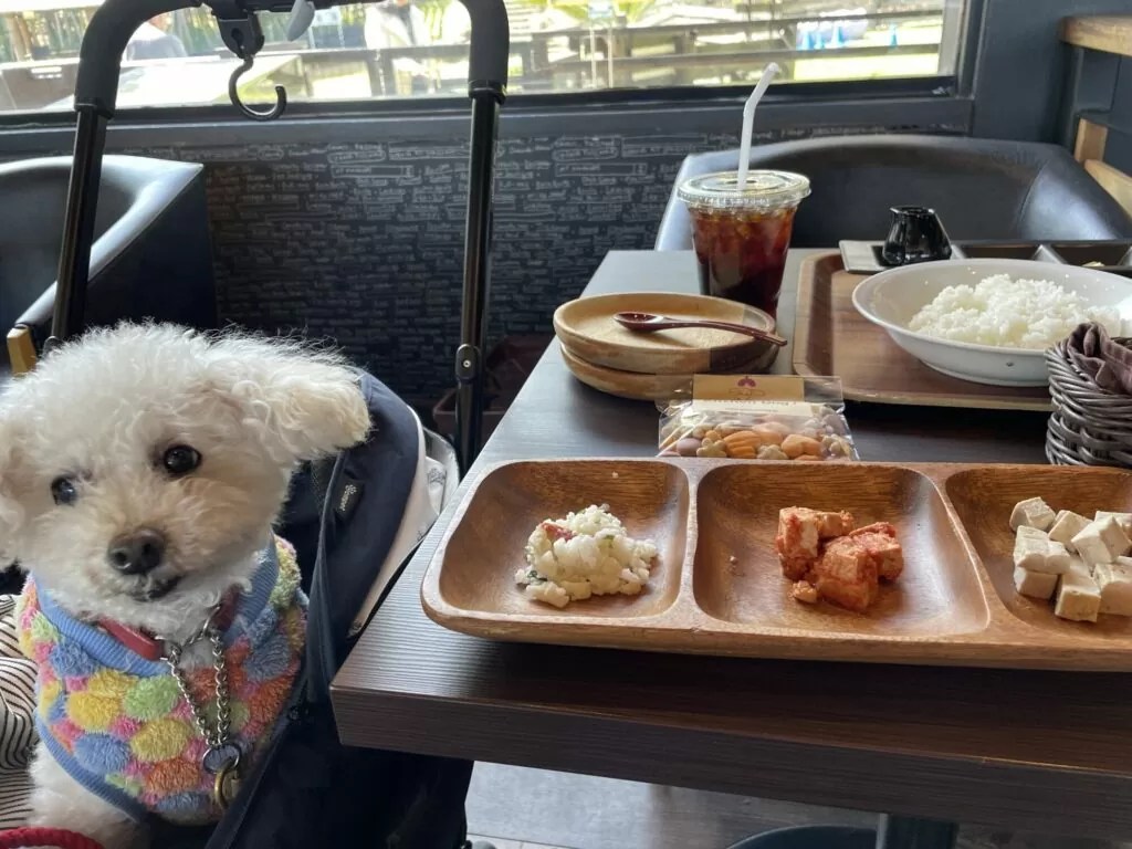 伊豆高原ビールうまいもん処 ペット同伴席伊豆高原ビールうまいもん処伊豆高原ビール 伊豆旅行伊豆グルメ