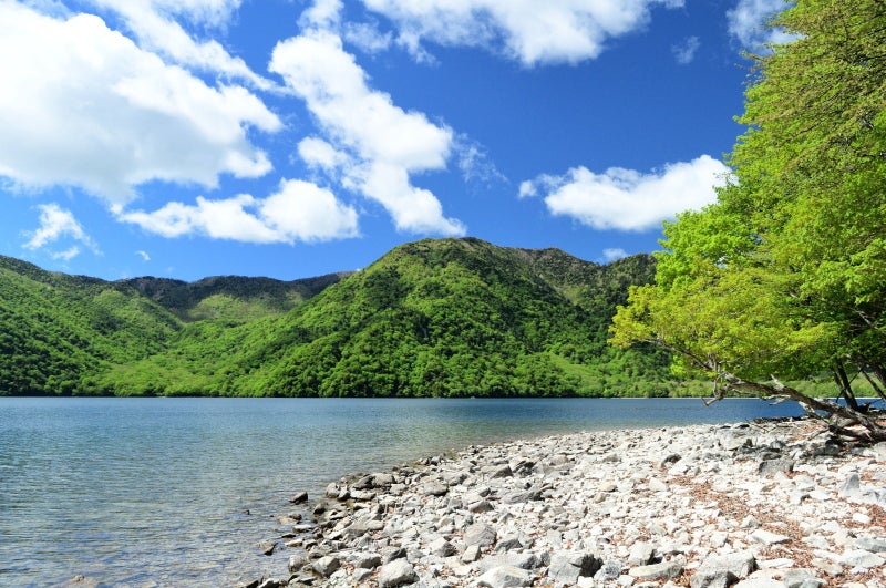 千手ヶ浜のクリンソウ群生地へ 日光中禅寺湖 🍀GreenSnap グリーンスナップ