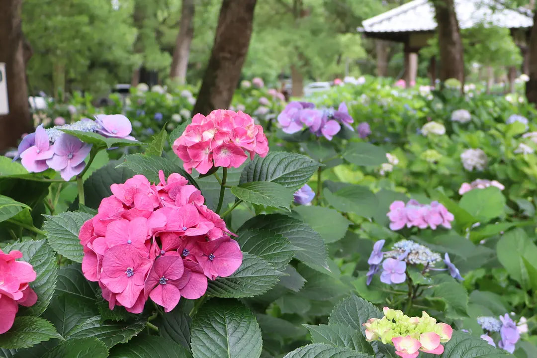 鶴丸国永を神事で使っていたという藤森神社に行ってみた話│刀剣訪問ブログ