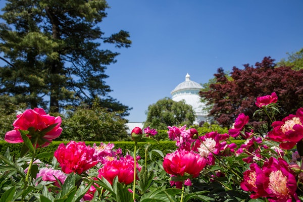 ニューヨーク植物園が2020年に草間彌生展を開催ニューヨーク市観光局のプレスリリース