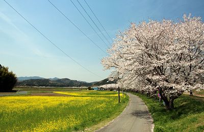 都幾川桜堤 アクセス・営業時間・料金情報 -
