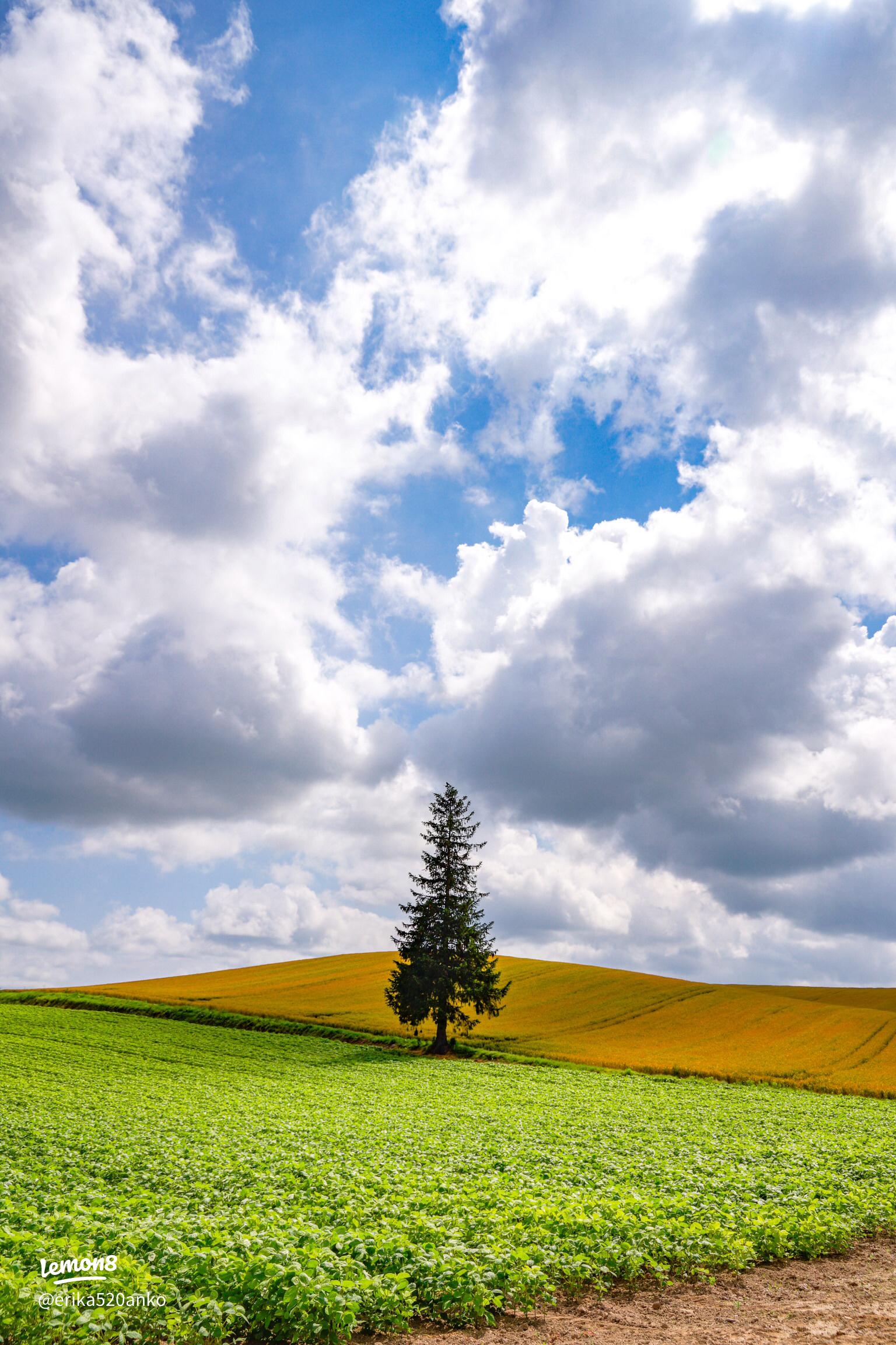 最新 クリスマスツリーの木 -