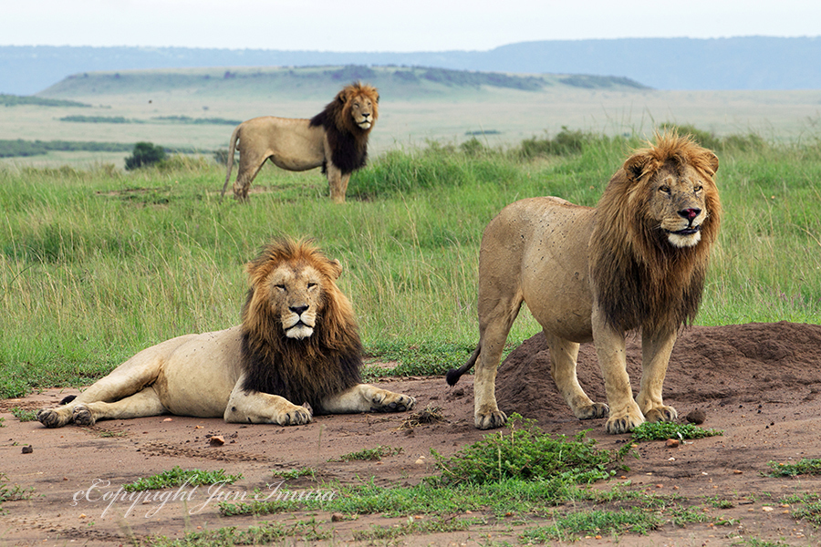 ケニアのおすすめ観光スポット10選！サファリと伝統文化を体感しよう地球の歩き方