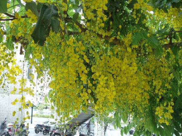 カメラと沖縄を歩く:ゴールデンシャワ