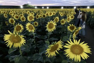 2025 第27回 柳川ひまわり園は9月23日まで