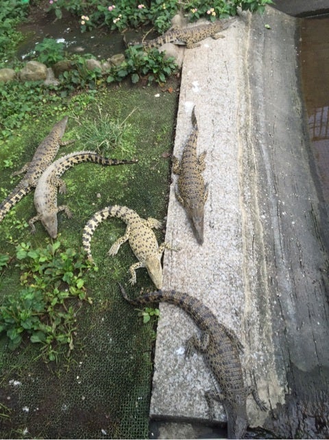 2ページ目ワニ園の写真素材写真素材なら「写真AC」無料 フリー ダウンロードOK